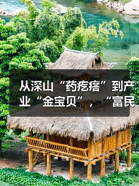从深山“药疙瘩”到产业“金宝贝”，“富民车间”助力贵州德江产业富农（图2）