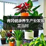 青冈健康养生产业发展正当时(图1) 青冈健康养生产业发展正当时(图1)