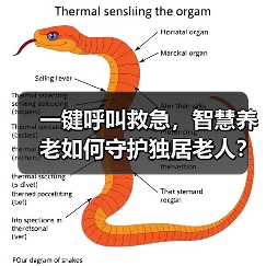 一键呼叫救急，智慧养老如何守护独居老人？（图3）