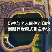 奶牛与老人同住?印度创新养老模式引发争议(图2) 奶牛与老人同住?印度创新养老模式引发争议(图2)